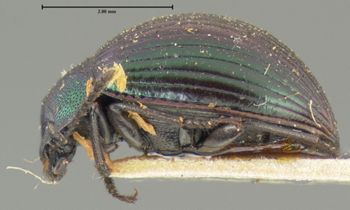 Media type: image;   Entomology 7111 Aspect: habitus lateral view
